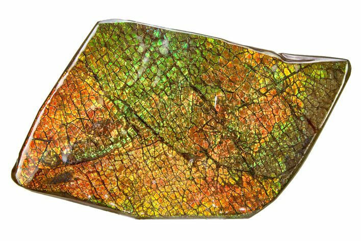 Flashy Ammolite (Fossil Ammonite Shell) - Greens & Oranges #336354